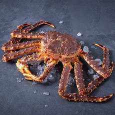 아라보감 살아있는 싱싱한 활킹크랩, 2.6kg, 1개