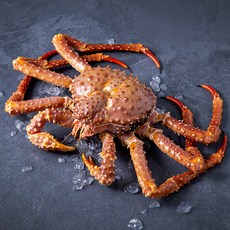 아라보감 살아있는 싱싱한 활킹크랩, 2.3kg, 1개