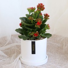 블뤼엔 생화 다육식물 칼랑코에, 레드, 1개