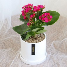 블뤼엔 생화 다육식물 칼랑코에, 핑크, 1개