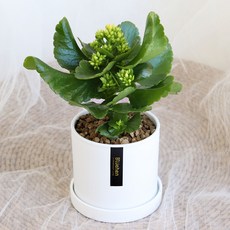 블뤼엔 생화 다육식물 칼랑코에, 옐로우, 1개