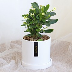 블뤼엔 생화 다육식물 꽃기린, 그린, 1개