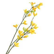 連翹枝, 單一顏色, 1個