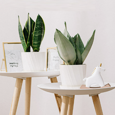 바이아 파스텔 플라스틱 화분, 아이보리, 1개