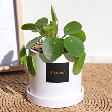 블뤼엔 공기정화식물 필레아페페 생화, 혼합색상, 1개