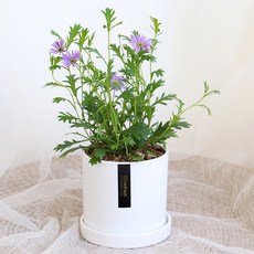 블뤼엔 관엽식물 사계국화 생화, 혼합색상, 1개