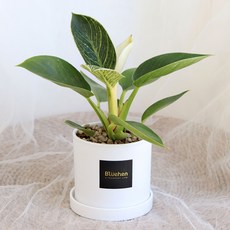 블뤼엔 공기정화식물 버킨 생화, 혼합색상, 1개