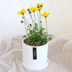 블뤼엔 관엽식물 비덴스 생화, 혼합색상, 1개