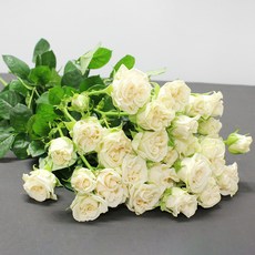 로즈피아 생화 장미 9대 23송이 이상, 미색