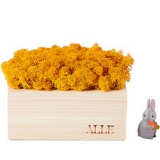 알레 실내 식물 스칸디아모스 편백 화분 옐로우 + 피규어 랜덤발송 세트, 1세트
