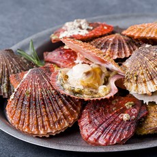 바다자리 비단가리비, 1.5kg, 1개