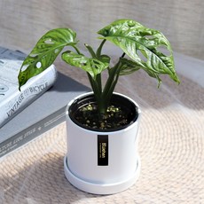 블뤼엔 공기정화식물 아단소니, 혼합색상, 1개