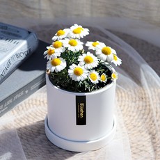 블뤼엔 관엽식물 마가렛, 혼합색상, 1개