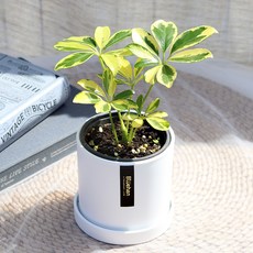 블뤼엔 공기정화식물 칼라홍콩야자, 혼합색상, 1개