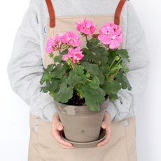 모리앤 토분에 심은 중품 제라늄 꽃식물, 혼합색상, 1개