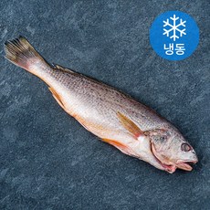 양포어장 국내산 손질 반건조 수조기 (냉동), 300g, 1개