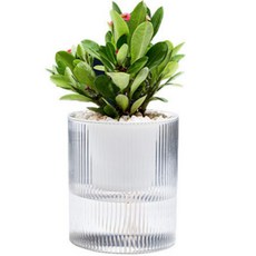 Markhas 吸水花盆, 透明