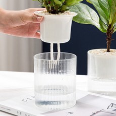 Markhas 花盆, 透明