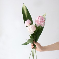 모리앤 생화 작약 3대 + 엽란 2대, 혼합색상