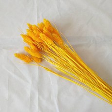 JM乾燥花人造花 著色蘆葦, 橘色