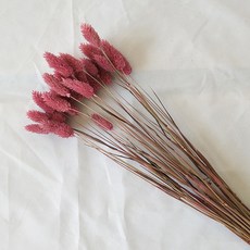 JM乾燥花, 深粉色