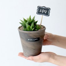 모리앤 독일토분에 심은 다육이 오층탑, 혼합색상, 1개