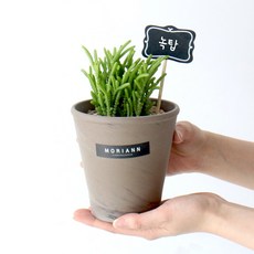 모리앤 독일토분에 심은 다육이 녹탑, 혼합색상, 1개