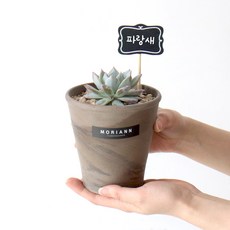 모리앤 독일토분에 심은 다육이 파랑새, 혼합색상, 1개