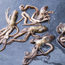 어부심 산지직송 살아있는 목포 세발낙지 5마리, 160g, 1개