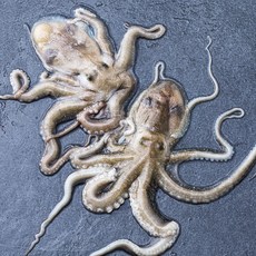 어부심 산지직송 살아있는 목포낙지, 400g(대, 2미), 1개
