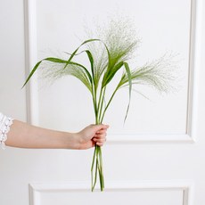 모리앤 생화 페니쿰 한 단, 혼합색상