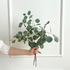 모리앤 생화 폴리안 유칼립투스 한 단, 혼합색상