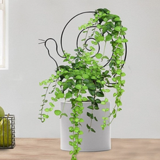 예따여기 달팽이 원형 식물 지지대 블랙, 1개