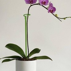 블루포그 원형 고정 식물 지지대 03 60cm, 6개