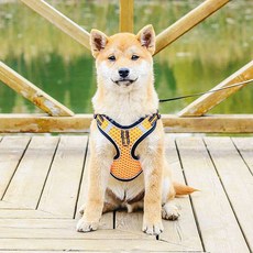 강아지 빛반사 하네스 + 리드줄 세트, 1 오렌지