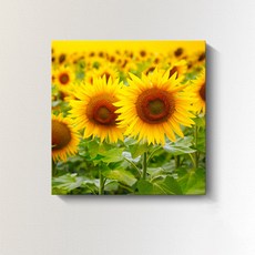 므뮤 돈들어오는 돈벼락 재물가득 해바라기 캔버스 그림 인테리어 액자, 8번