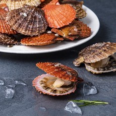 아라보감 으뜸단맛 국내산 남해안 비단가리비 (냉장), 1.5kg, 1개