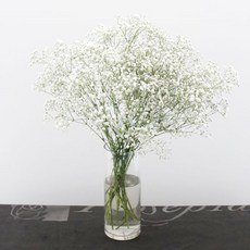 로즈피아 생화 안개초 1단, 흰색