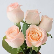 모리앤 장미 생화단 5대, 피치 핑크