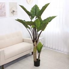 다우에프앤지 인조목, 알로카시아, 160CM, 1개