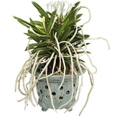 Nara Art 青瓷甕器風蘭盆, 單一顏色, 1個