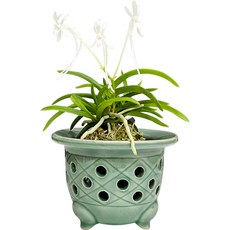 Nara Art 青瓷甕器風蘭盆, 藍綠色