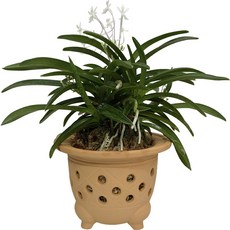 Nara Art 黃土風蘭花盆, 黃土色