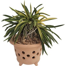 Nara Art 黃土風蘭甕器花盆, 隨機出貨