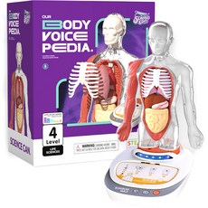 Bablepuree 人體研究教具 人體模型 P0426, 1個