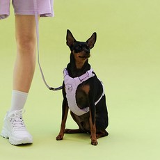 멀리 강아지 노웨빙 리드줄, 몬테 라벤더