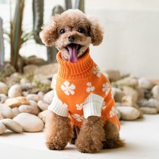 BOOP 狗狗花香針織服, 橘色