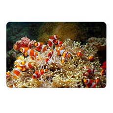 Atypical小丑魚家族款木質拼圖, 1個, 40件