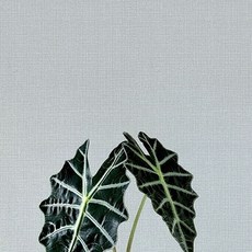 Home&Deco 只要有水即可施工的DIY室內裝潢用合紙壁紙 49600-03, 冷灰色系