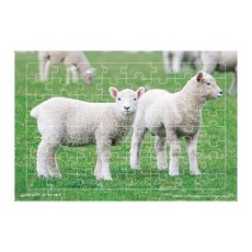 認知提升拼圖 羊, 編輯部, 新泉圖書出版